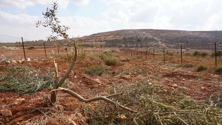 An broken olive tree near the village of Al Mughayyir in the occupied West Bank. UN officials say since the beginning of the harvest, 600 trees have been cut, burned or stolen.