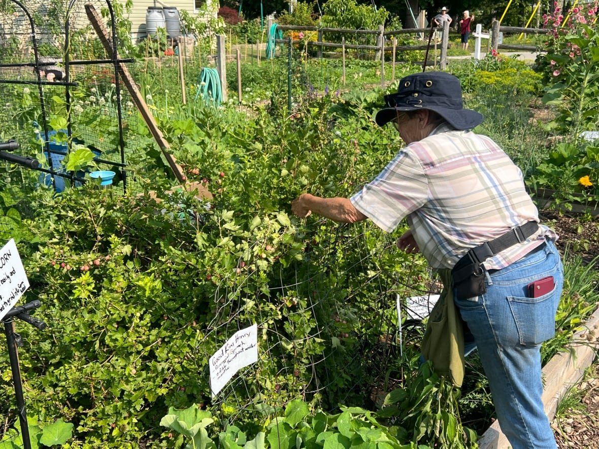 annemarie-in-her-garden Anne Marie Allen tends to her garden, full of veggies that were once grown during the depression era.