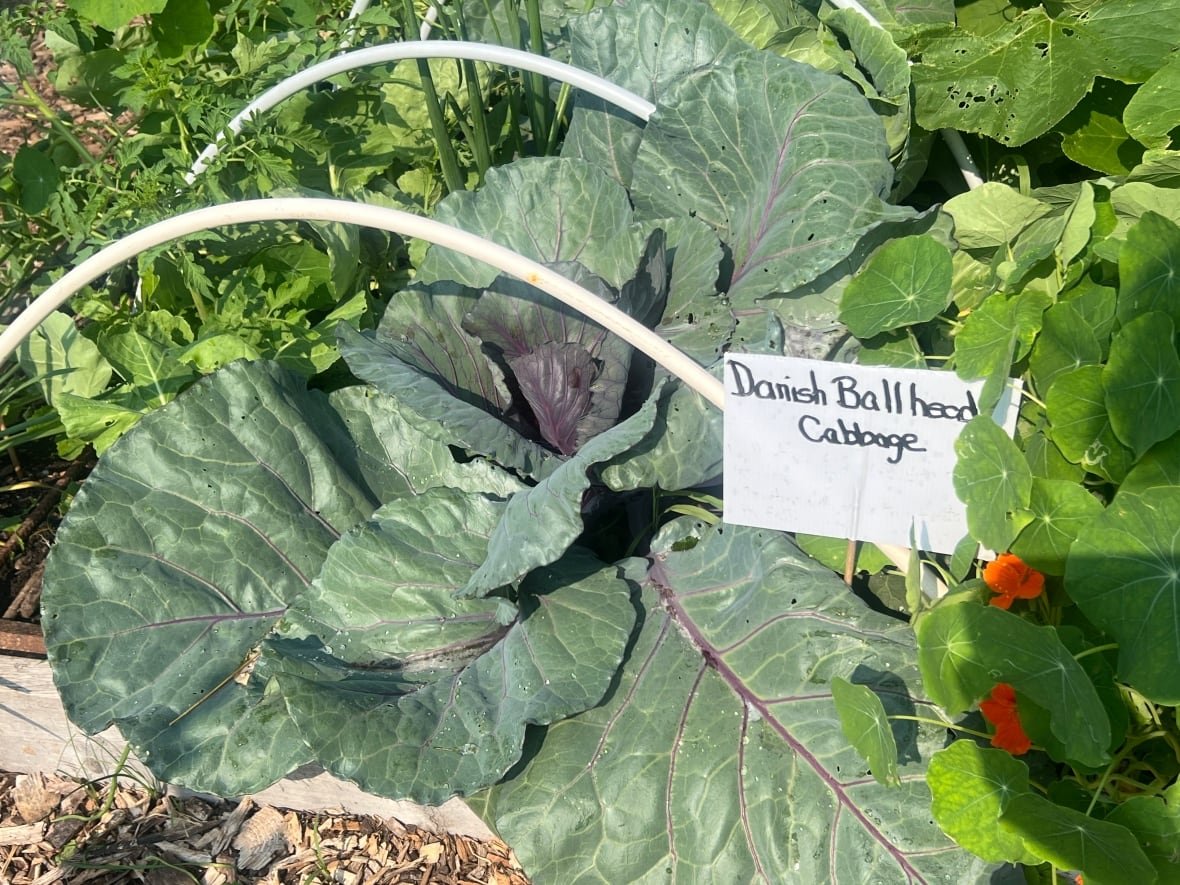danish-ballhead-cabbage Danish Ballhead cabbage can be kept in cold storage for up to eight months.