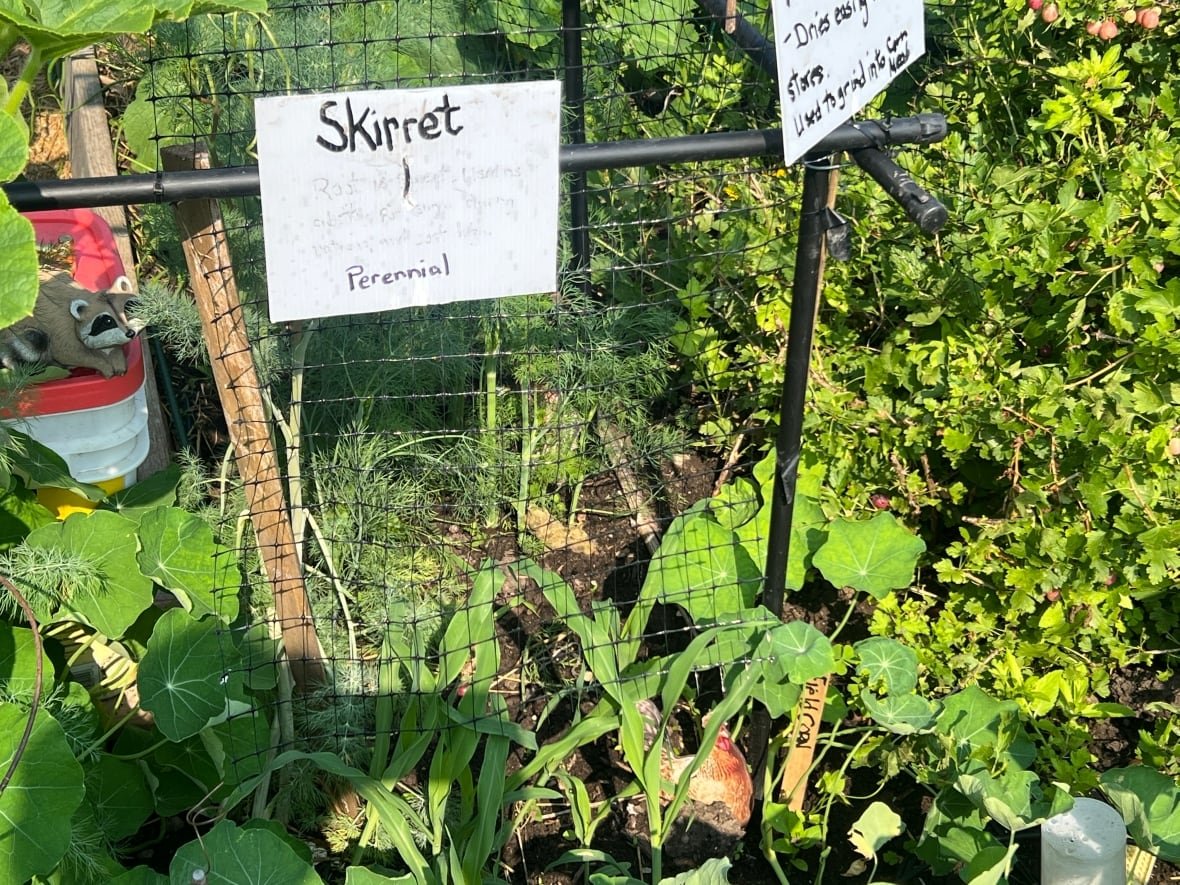 skirret Skirret is similar to a carrot, but grows in large bunches and tastes much sweeter.