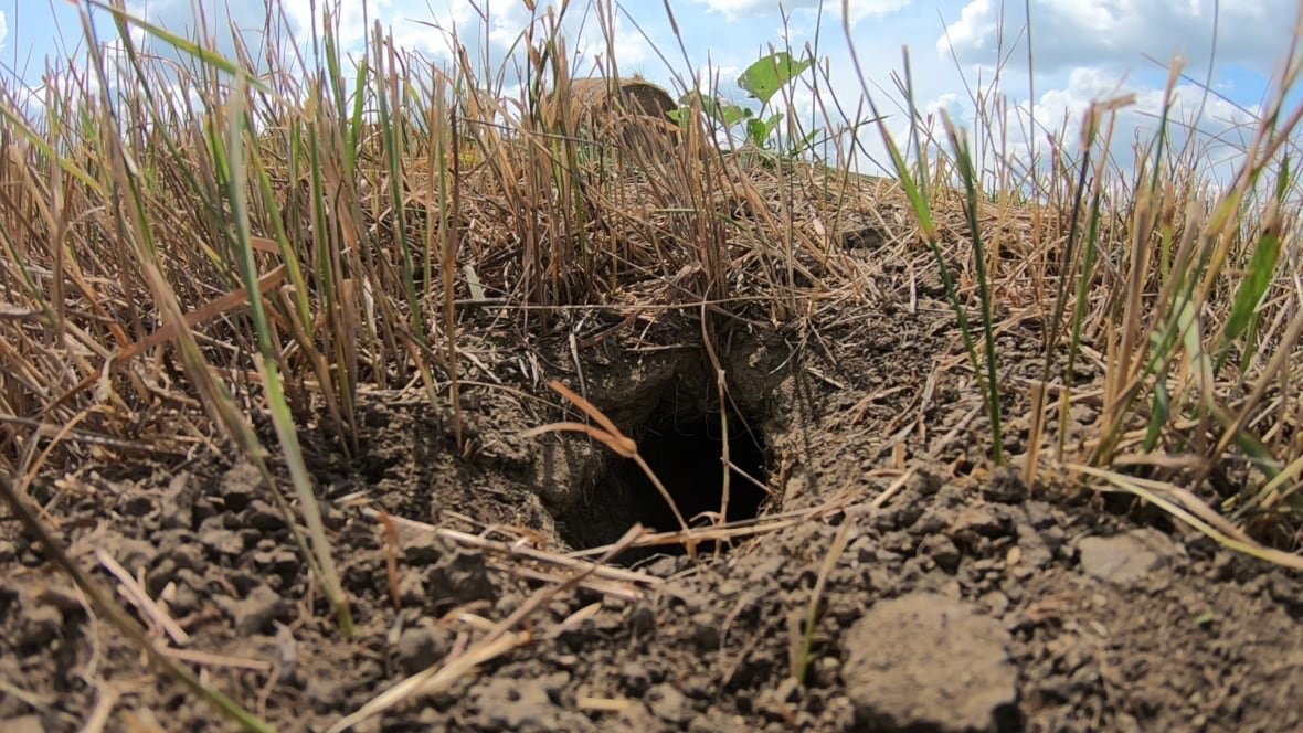 gopher-holes gopher holes