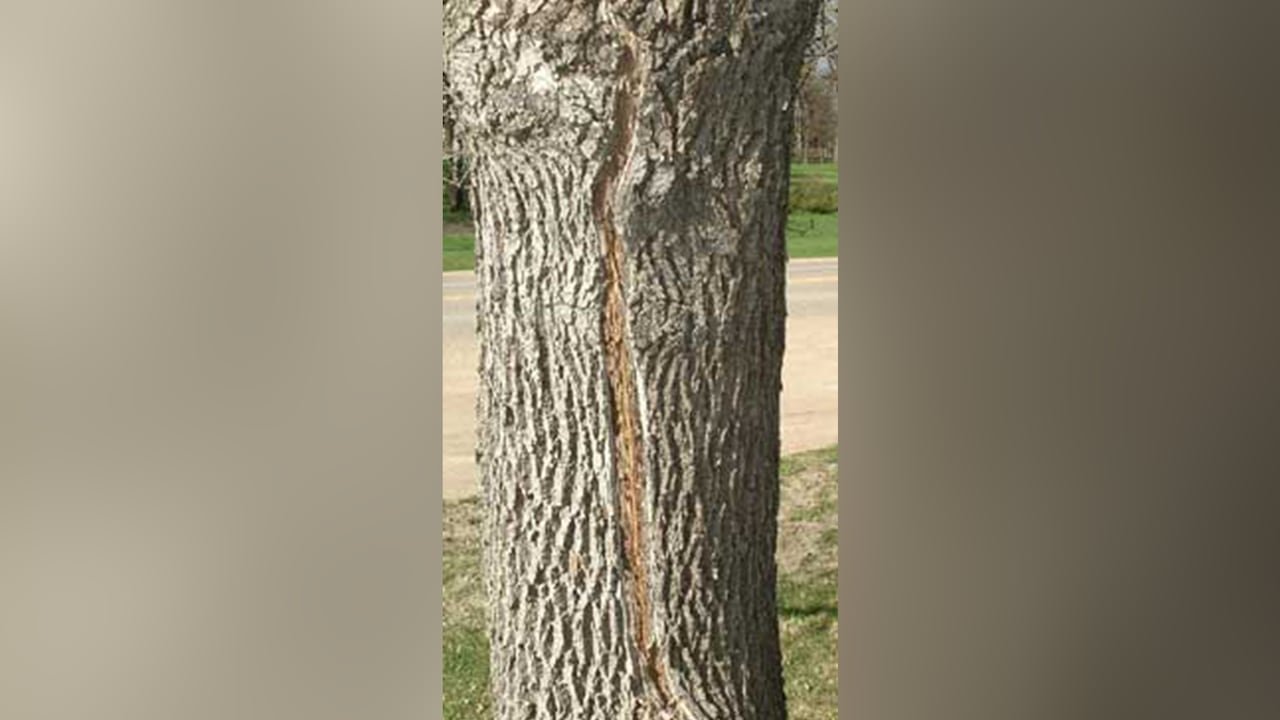 A tree bark with a visible frost crack healing over time, forming a lasting scar.