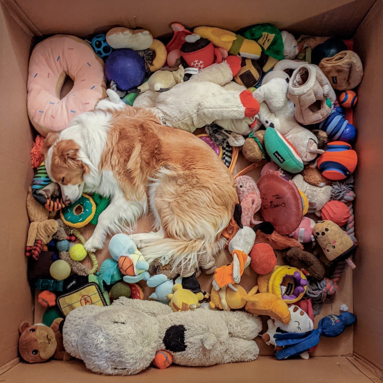a dog sleeps in a box surrounded by toys