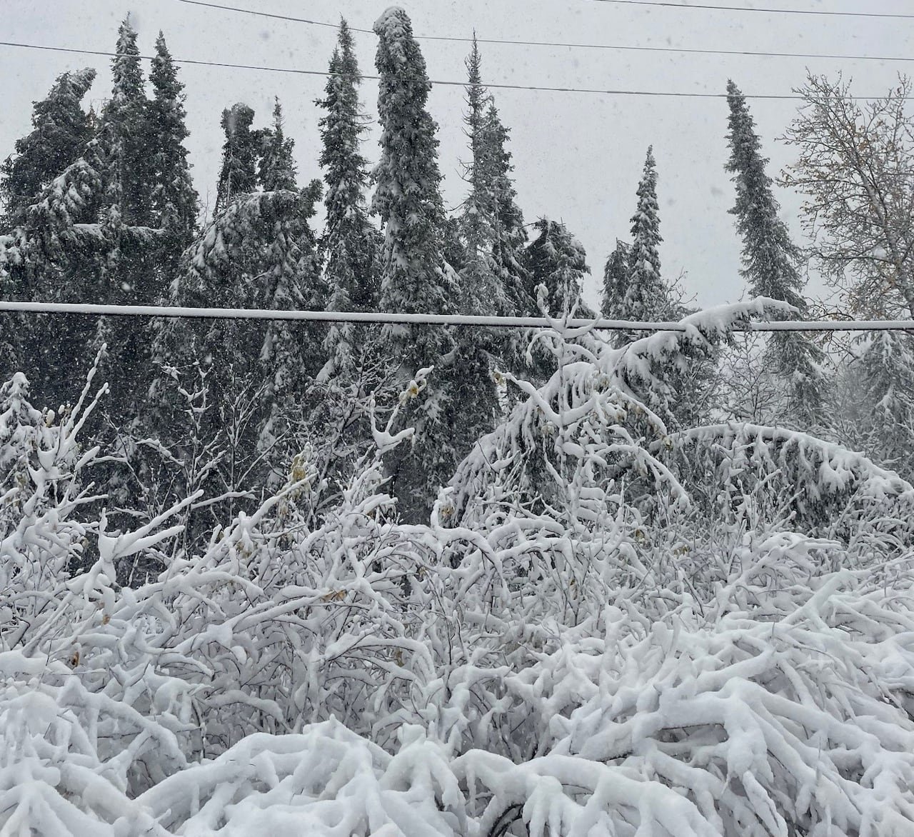 default-648 Trees and hydro lines are covered in snow.