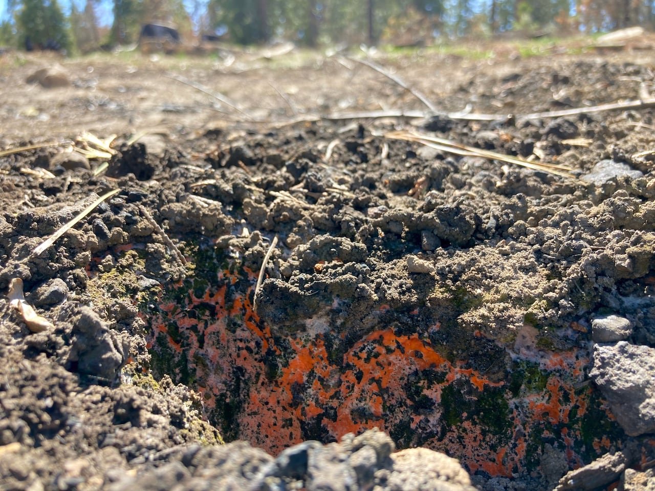 default-35 Bright orange fungi dot an otherwise charred landscape.