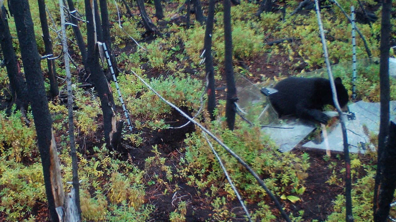 default-545 A black bear tearing apart a piece of research equipment in a forest.