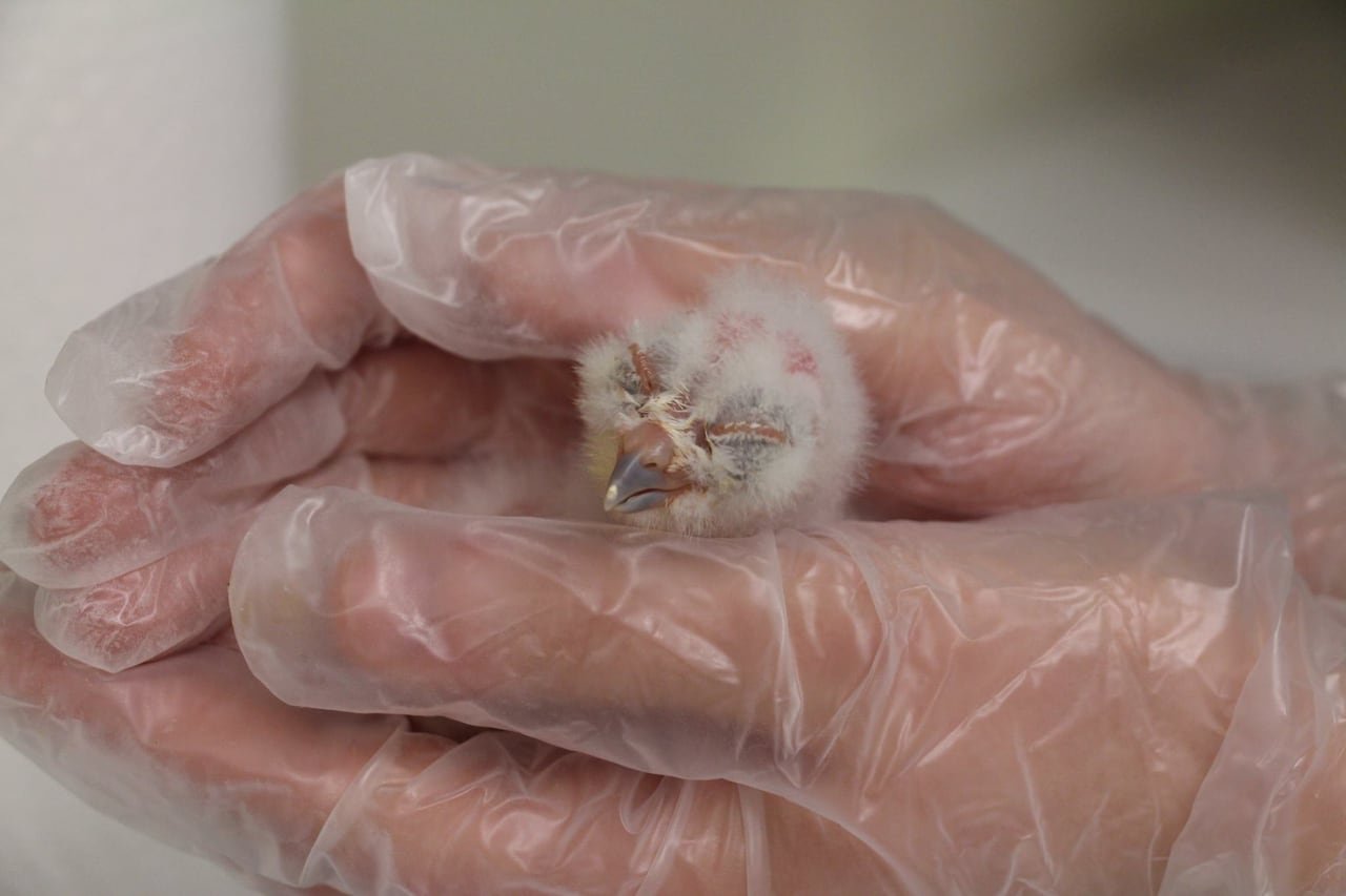 A tiny white fluffy bird sits in someone's gloved hand.