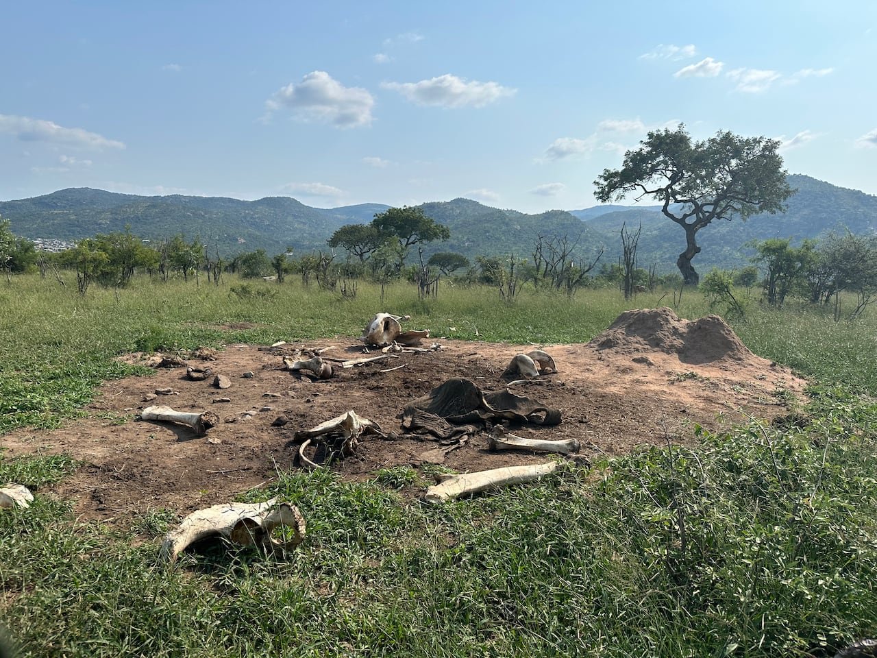 default-910 a picture shows a large bare patch of ground covered in elephant bones